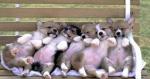 Les animals