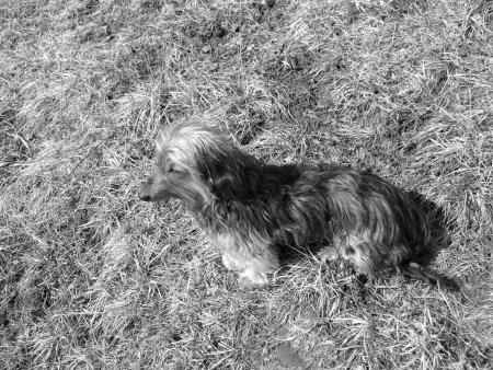 Ma chienne